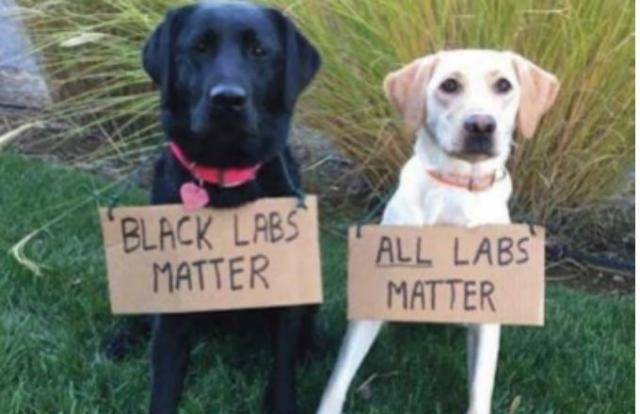 Dog Black Labs Matter All Labs Matter.jpg
