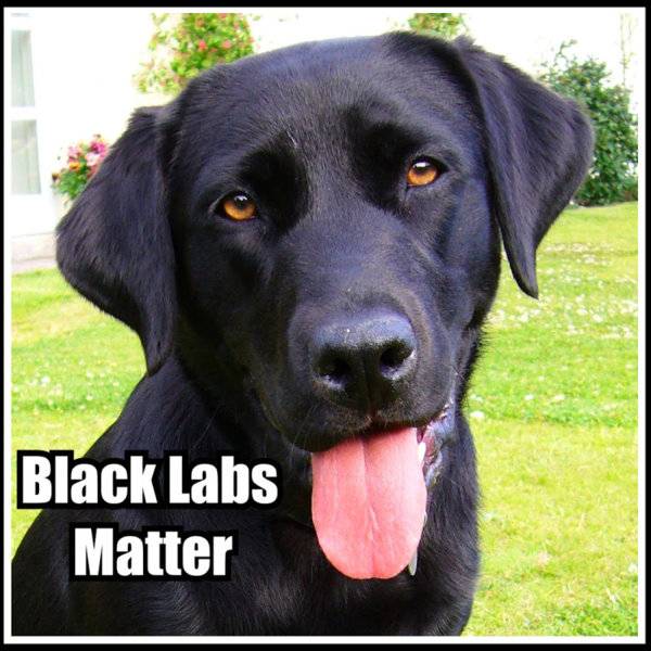 Dog black labs matter.jpg