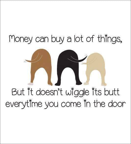 Dog Butt wiggles Money buy stuff but doesn't wiggle it's tail when you come in.jpg