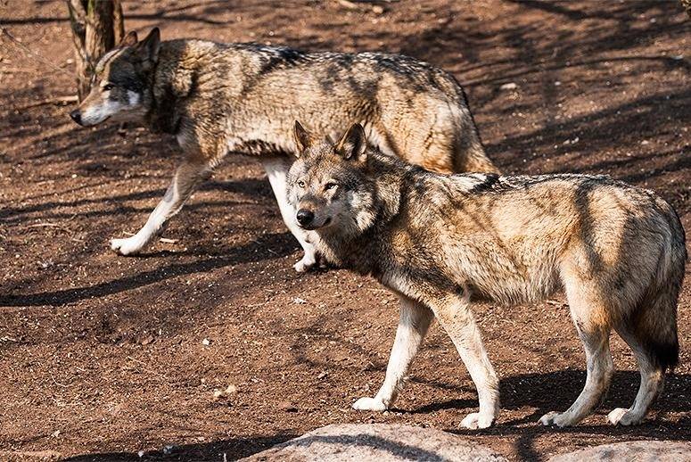 Dog California gray wolf #1.jpg