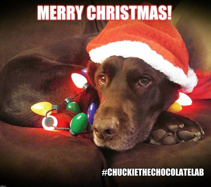 Dog Christmas lights & Santa hat Merry Christmas.jpg