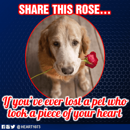 Dog Died pet passing took a piece of your heart.png