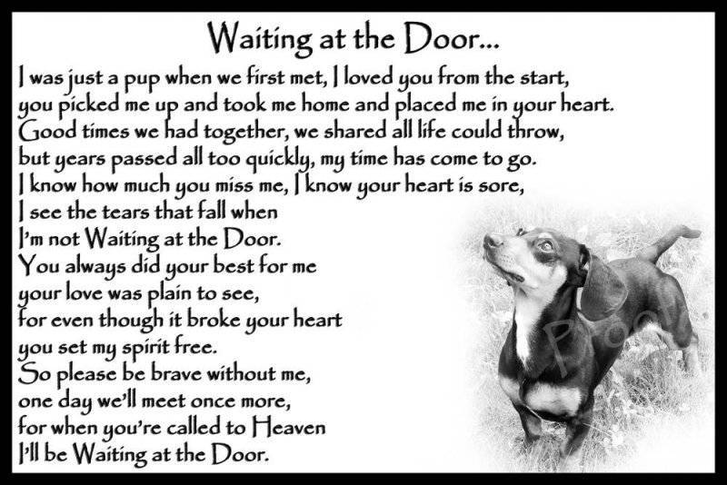 Dog Died & they'll be waiting at the door of heaven.jpg