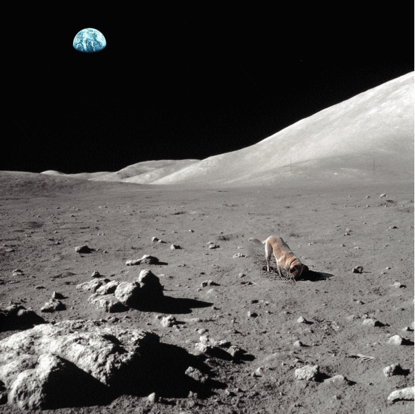 Dog digging on the moon.gif