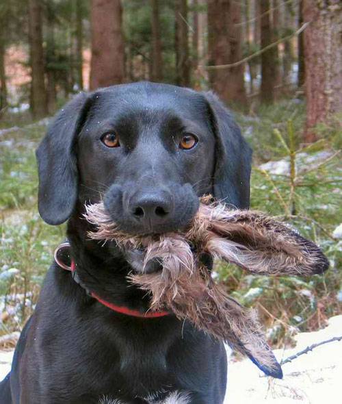 dog-eating-rabbit.jpg