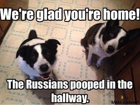 Dog Glad your home the Russians {D's voters} pooped in the hallway.jpg