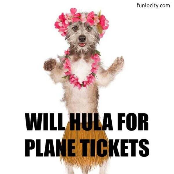 dog hula-dancer.jpg