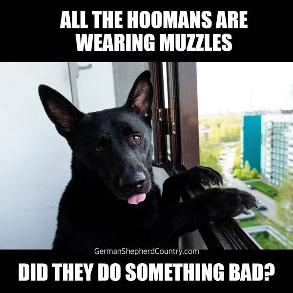 Dog Humans wearing muzzles masks - did they do something bad.jpg