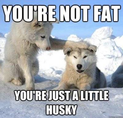 Dog Huskie Pups you're not fat you're a little Huskie.jpg