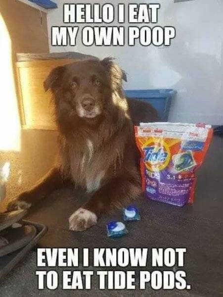 Dog I eat my own poop & Even I don't eat Tide Pods.jpg