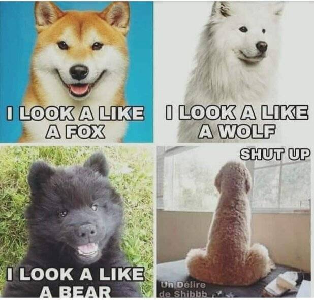 Dog I look like a fox a wolf a bear shut up -a dick-.jpeg