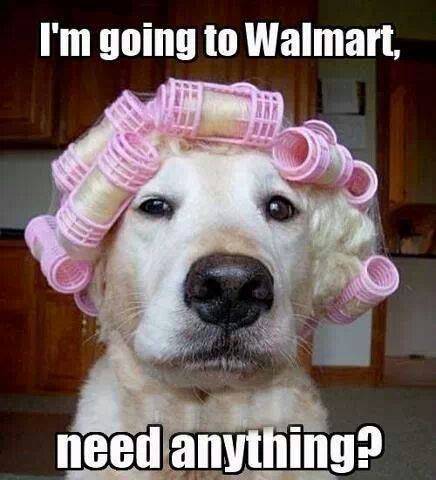 dog in curlers.jpg