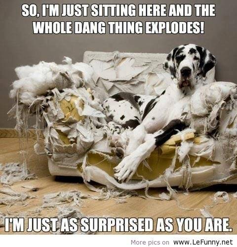 Dog it just exploded.jpg