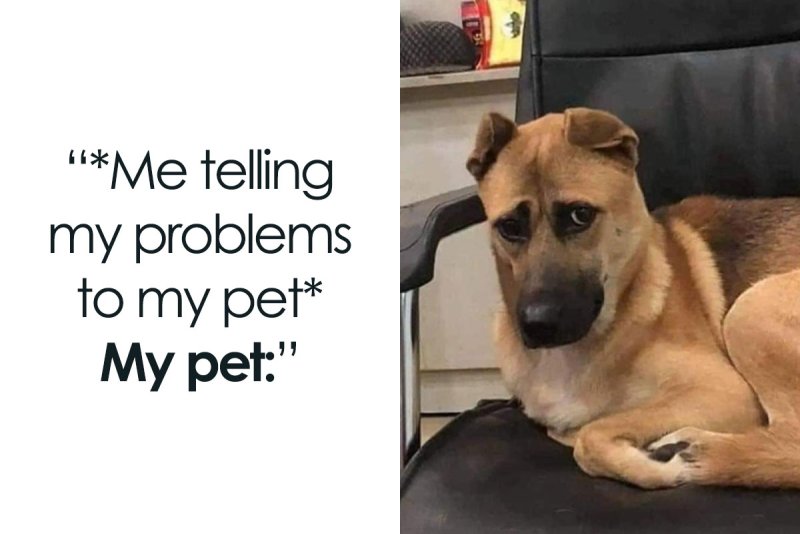 dog.jpg