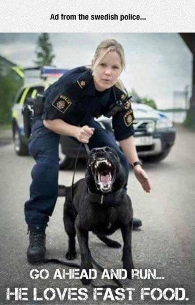 Dog K9 He loves fast food.jpg