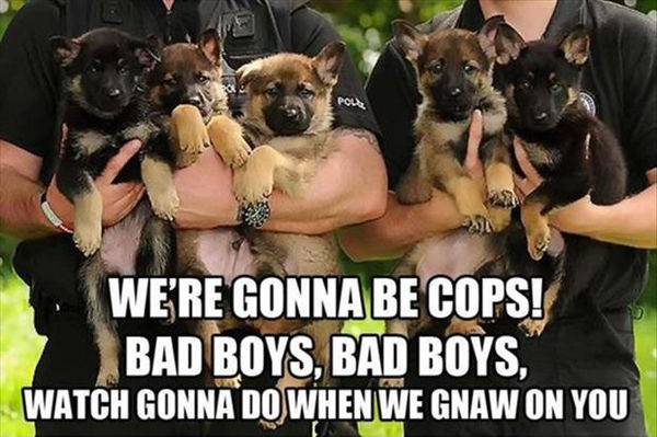 Dog K9 Sheperd Puppies Bad boy bad boys what yoa gonna do.jpg