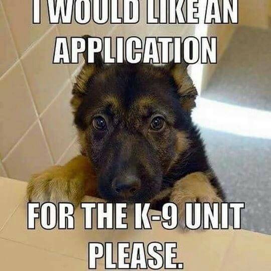 Dog K9 Sheperd Puppy wants application for the K9 unit.jpg