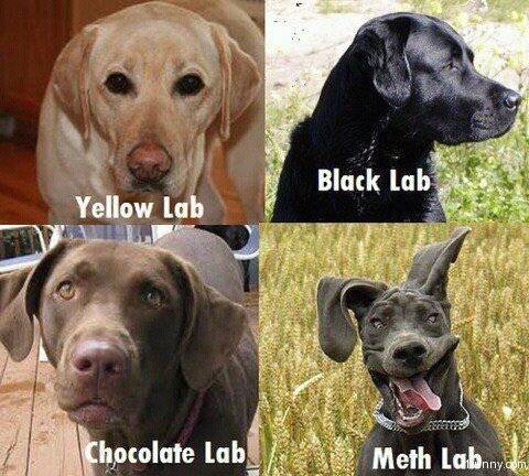 Dog Lab Black Chocolate Yellow & METH.jpg
