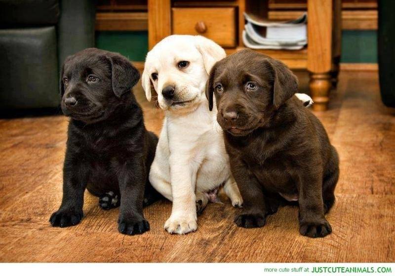 Dog Lab Black Yellow & Chocolate Puppies.jpg
