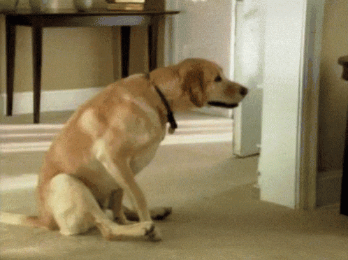Dog Lab dragging *** on carpet.gif