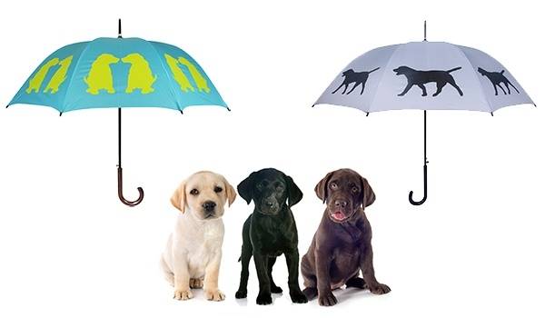 Dog Lab Puppies & AKC Umbrellas.jpg