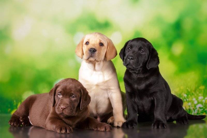 Dog Lab Puppies Chocolate Yellow & Black.jpg