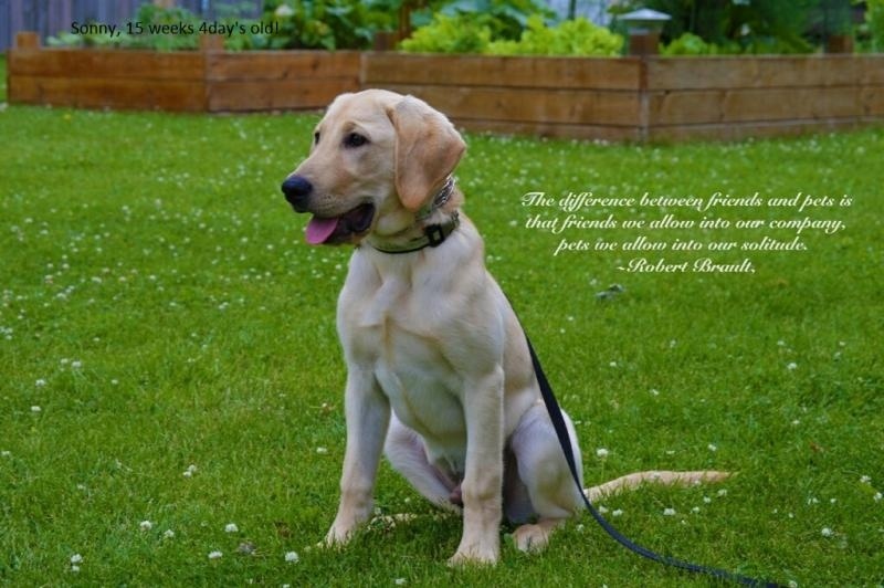 Dog Lab Puppy Sonny @ FBBO (2).jpg