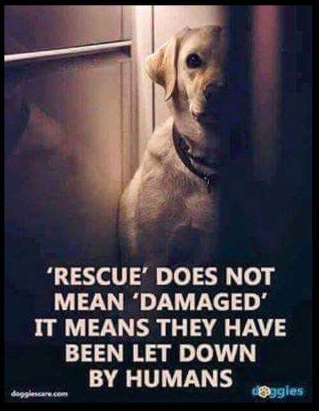 Dog Lab Recue doesn't mean damaged -they were let down by humans.jpeg