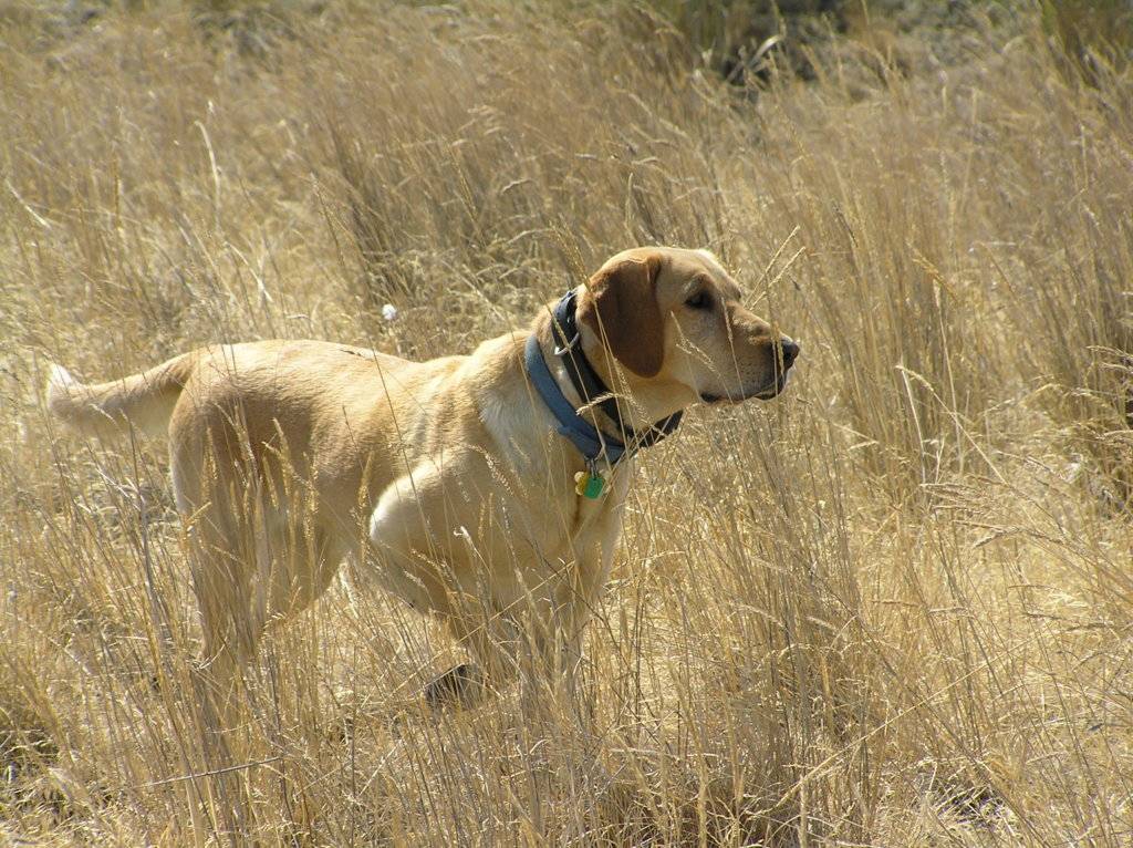 Dog Lab Yellow Lab Hunting.jpg
