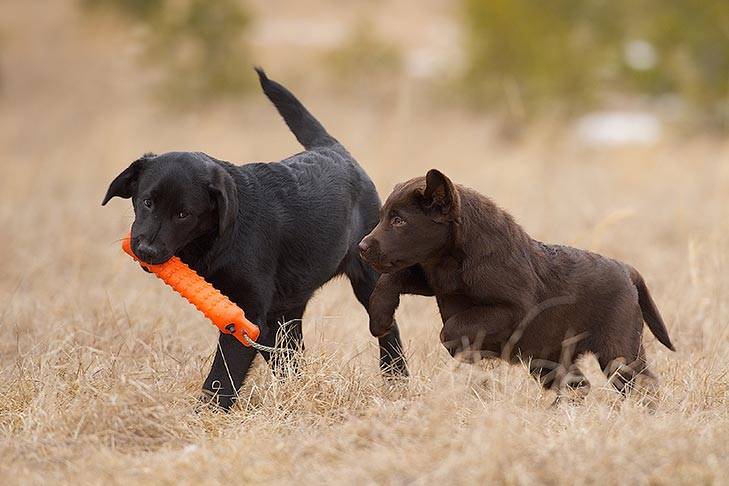 Dog Labrador-Retriever-puppies-playing.jpg