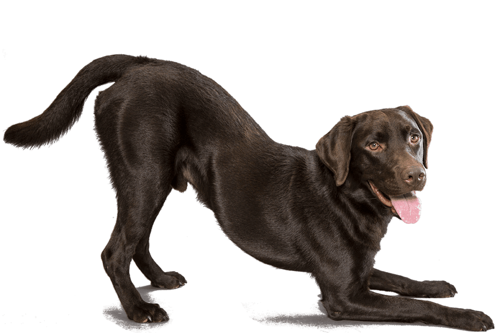 Dog Labrador Retriever young male.png