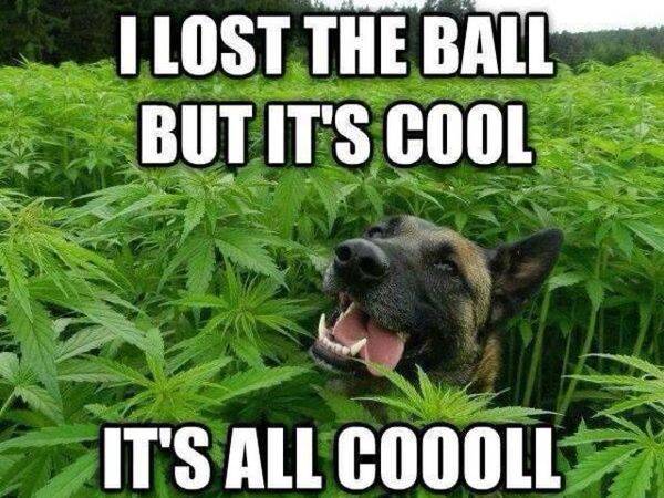 Dog lost ball in weed field that's cool.jpg