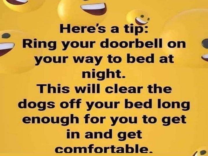 Dog on bed.jpg