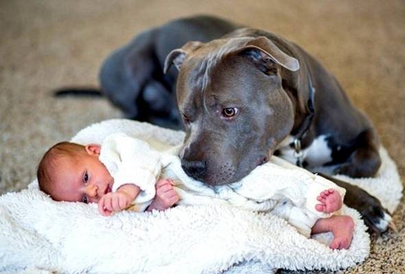 Dog Pit Bull & Baby Man Afraid of Wifes Pit-Bull Blown Away.jpg