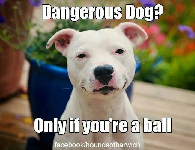 Dog Pit Bull Puppy Dangorous if you're a ball.jpg
