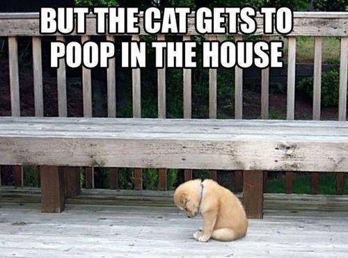 Dog puppy & cat poop.jpg