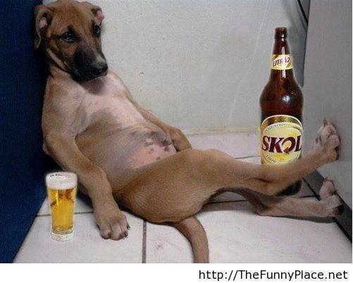 Dog Puppy drunk layed back.jpg