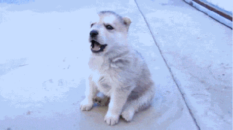 Dog Puppy howling - wolf pup.gif