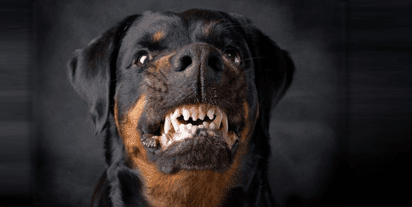 Dog Rottweiler snarling.png