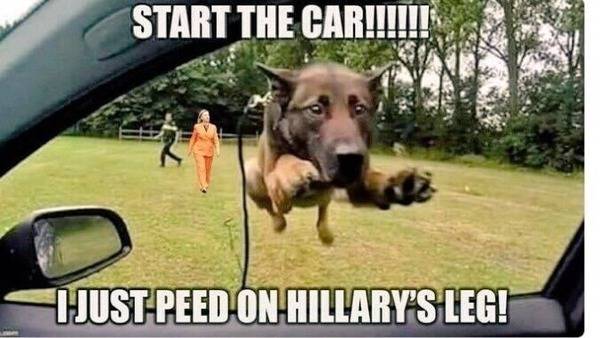 Dog Sheperd Start the car I just peed on Hillary's leg.jpg