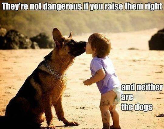 Dog Shepherd & Baby not dangerous or the dog if you raise them right.jpg