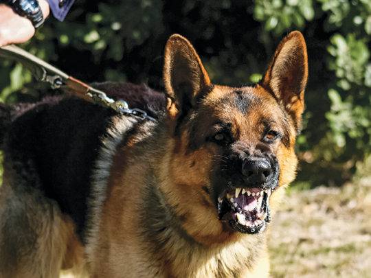 Dog Shepherd Police Dog snarling.jpg
