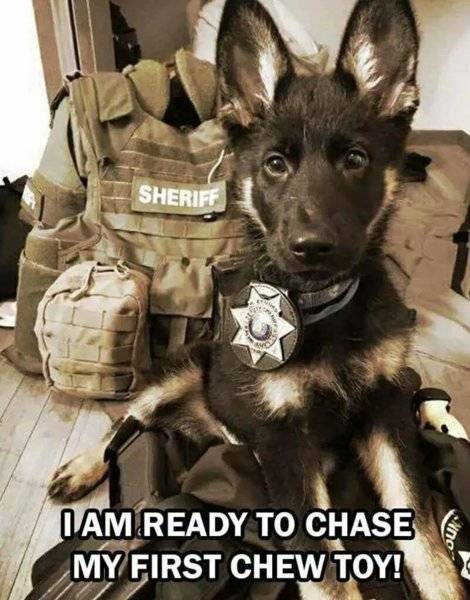 Dog Shepherd Police Pup Ready to chase his 1st chew toy.jpg