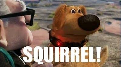 Dog Squirrel Up Doug the-Dog Squirrel.jpg