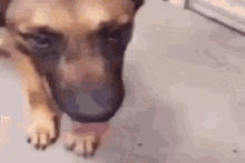 dog-stinky smell.gif