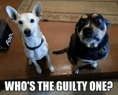 Dog Who's the guilty one.png