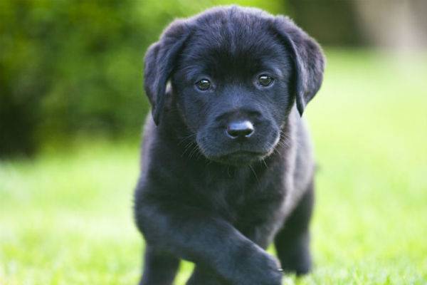 Dogs 20.jpg