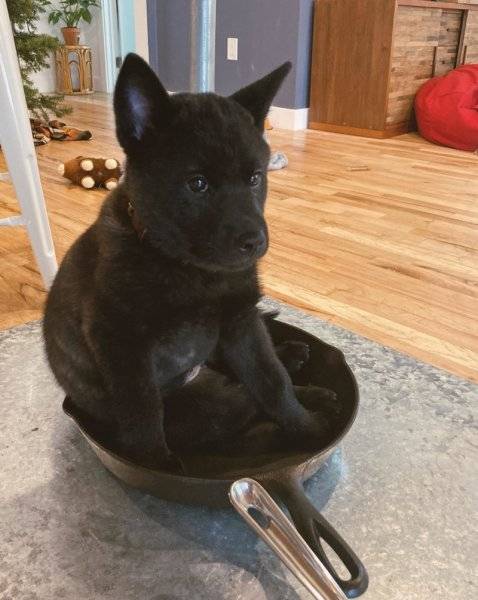 dogs 24.jpg