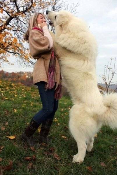 DOGS 42.jpg