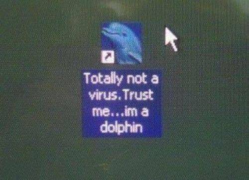 dolphin.jpg